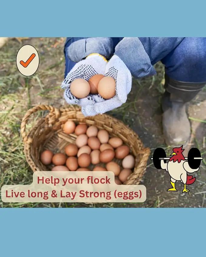 LitChicks’ Calcified Seaweed for Laying Chickens - Crushed Oyster Shell Alternative - Highly Digestible - Single Ingredient - Helps with Egg Laying & Flock Health. (5lbs) by GreenHaven Gardens