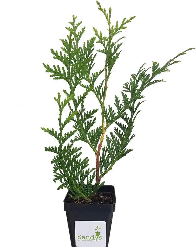 Thuja Green Giant Arborvitae Lot of 75, 3 Inch Pot by GreenHaven Gardens