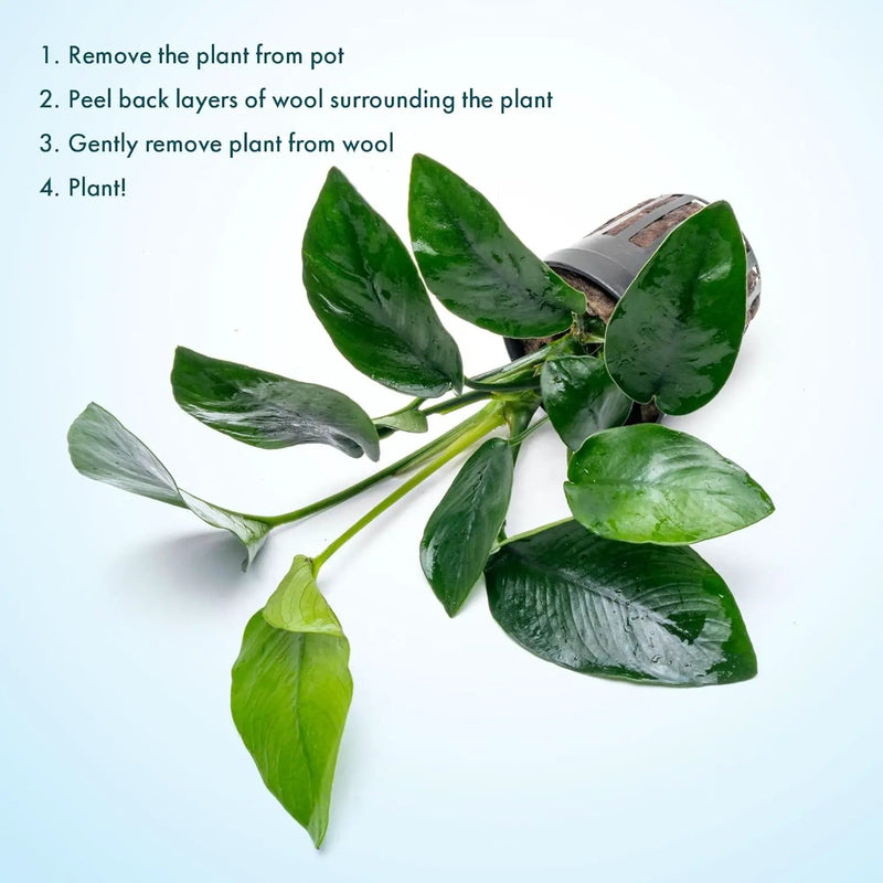Anubias Live Aquarium Plants - Anubias Nana Tropica (Anubias barteri Nana) - Low Light Epiphytic Rhizome for Foreground to Midground Freshwater Aquascapes, Dark Green Accent - Pot by GreenHaven Gardens