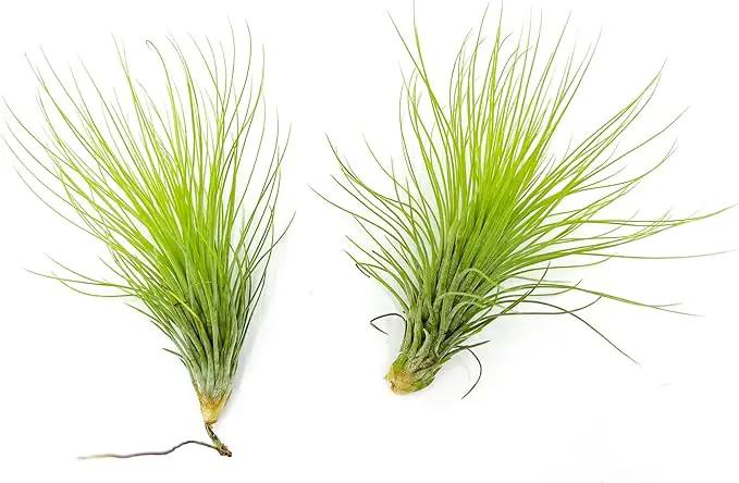 Air Plants - Tillandsia Andreana, Large 4-6" - 2ct - Live Arrival Gauranteed - House Plants for Home Decor & Gift by GreenHaven Gardens