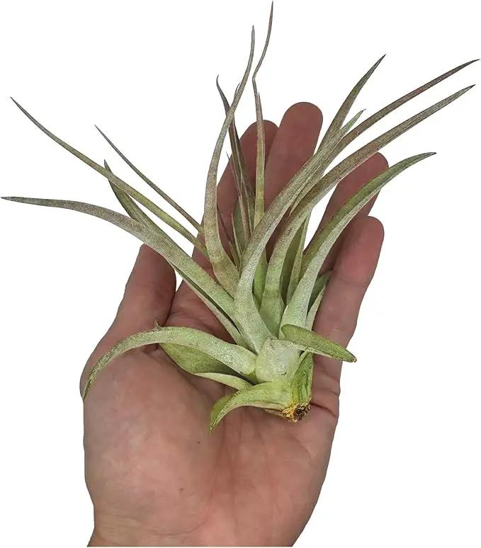 Air Plants - Tillandsia Brachycaulos Multiflora, Jumbo 5-7" - 1 ct - Live Arrival Guaranteed - House Plants for Home Decor & Gift by GreenHaven Gardens