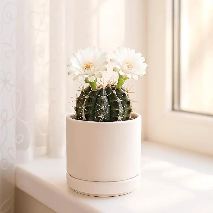 D'vine Dev Set of 4 Small Ceramic Plant Pots, 3.5 Inch Succulent Planter Pot for Plants with Drainage Hole and Saucer, Oatmeal, 94-X-A-8 by GreenHaven Gardens