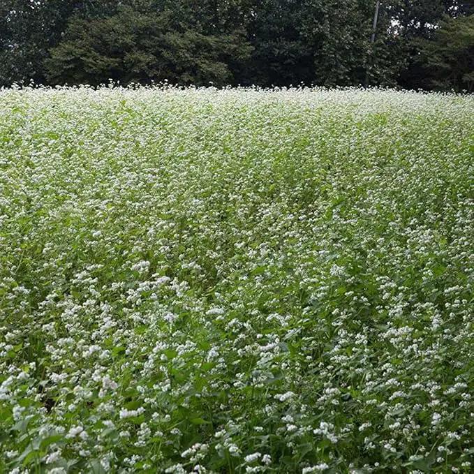 Outsidepride Buckwheat Seeds - 1oz Annual, Fast-Growing, Easy to Grow Buckwheat Cover Crop Seeds for Green Manure, Bee Pasture & Pollinators, Wildlife Habitat, Soil Improvement, and Erosion Control by GreenHaven Gardens