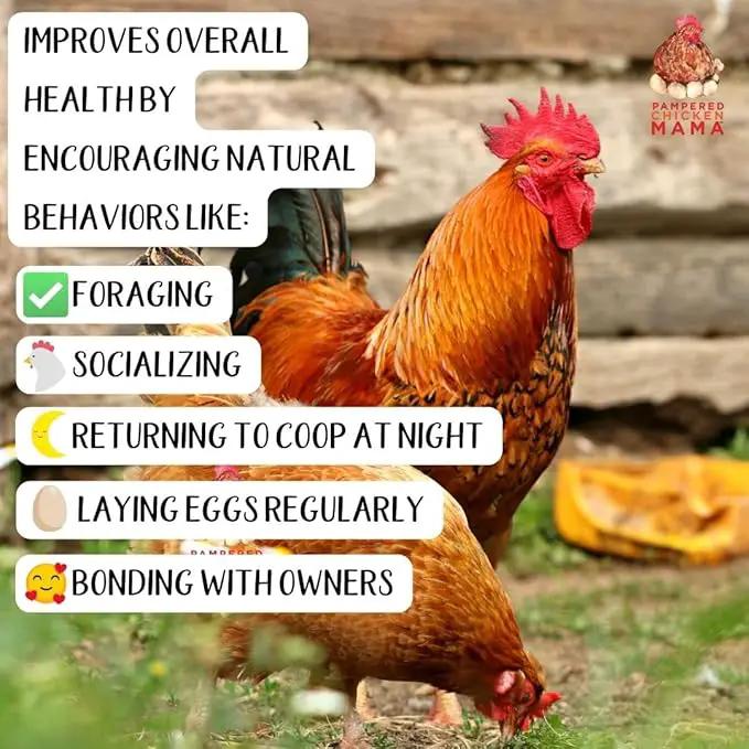 Organic Kelp for Chickens & Duck Feed (5 Pound): Chicken Vitamins | Chicken Supplements | Vitamins for Chickens | Pampered Chicken Mama by GreenHaven Gardens