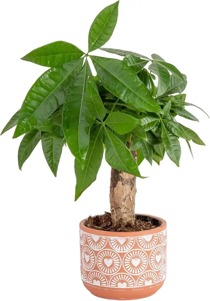 Costa Farms Money Tree, Small Easy to Grow Live Indoor Plant, Live Houseplant in Indoor Plant Pot, Bonsai Potted in Potting Soil, Birthday, Housewarming, Tabletop and Office Home Decor, 10-Inches Tall by GreenHaven Gardens