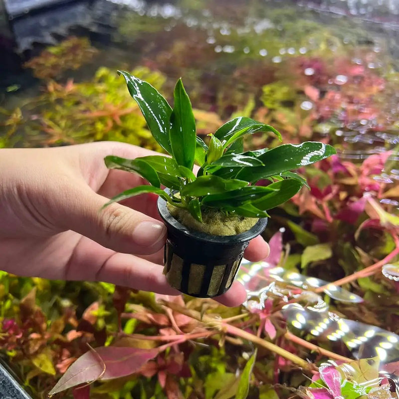 Anubias Live Aquarium Plants - Potted Freshwater Plant for Fish Tanks, Terrariums - Beginner Friendly Low Light (Chili Jalapeno, 1 Pot) by GreenHaven Gardens