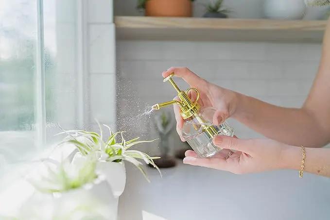 5 Pack Air Plants Assorted Tillandsia Ionantha - Live Succulent House Plants - Available in Wholesale and Bulk - Home and Garden Decor - Easy Care Indoor and Outdoor Plants by GreenHaven Gardens