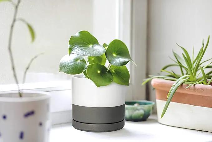 D'vine Dev 4.6 Inch & 6 Inch Ceramic Planter Pots for Plants with Drainage Hole and Saucer, Small Plant Pots Set, White/Speckled Grey, 94-G-S-6 by GreenHaven Gardens