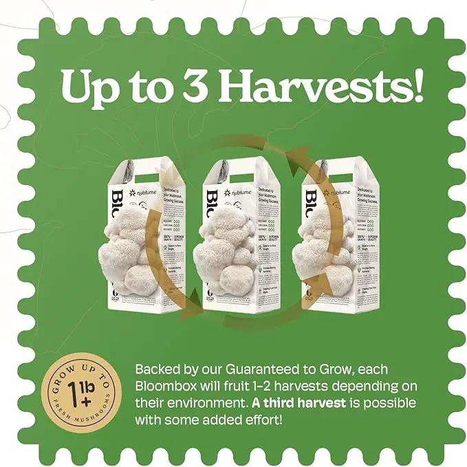 Lion's Mane Mushroom Grow Kit | Grow Your Own Fresh Gourmet Mushrooms at Home | Edible Indoor Mushroom Growing Kits Great Gift by GreenHaven Gardens
