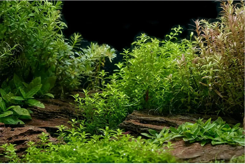 Aquarium Background Underwater Green Grass Leaves Stone Fish Tank Background Vivid Fresh Green Aquatic Plant Stone River Bed Terrarium Backdrop 36x18in by GreenHaven Gardens