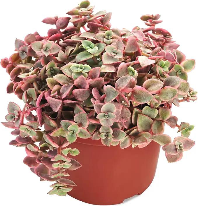 Live Succulents 'Crassula pellucida SSP' (4-inch), Succulent Plants Fully Rooted in Pots with Soil, Easy-Care House Plant for DIY, Home Office Decor, Wedding Party Favor by GreenHaven Gardens