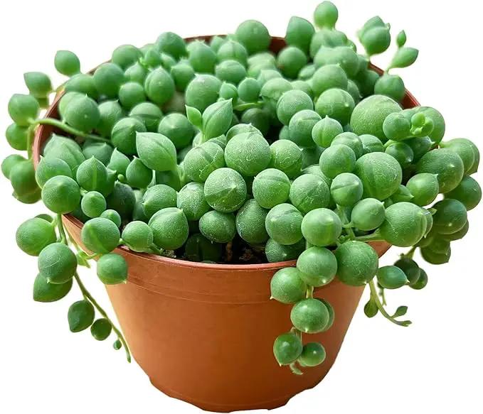 String of Pearls (4-inch), Succulents Plants Live, Succulent Plants Fully Rooted in Pots with Soil, Easy-Care House Plant for DIY, Home Office Decor, Wedding Party Favor by GreenHaven Gardens