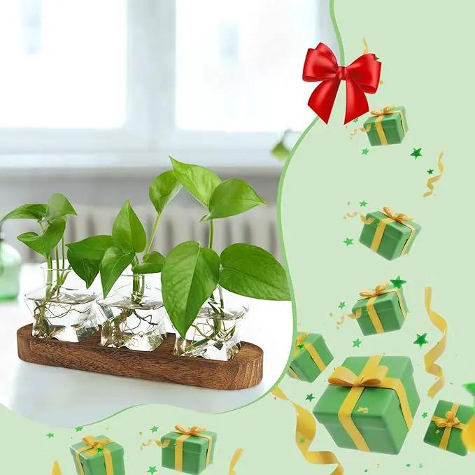 XXXFLOWER Plant Propagation Station with Wooden Stand，Air Plant Terrarium Starter Kits Star Vases for Flowers Plant Cutting Rooting Pots Indoor Hydroponic Glass Planter for Plant Lovers,3 Jars by GreenHaven Gardens