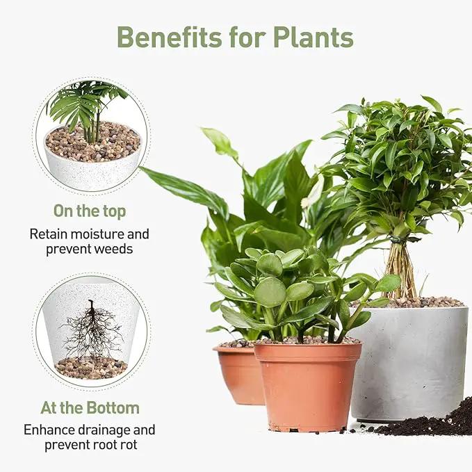 GASPRO Drainage Pebbles for Indoor Plants, 1/5 Inch Small Rocks for Potted Plants, Decorative Pebbles for Succulent, Cactus, Crafts, Bamboo, Pea Gravel for Landscaping, Aquarium, Fish Tank, 5lbs by GreenHaven Gardens