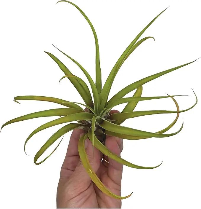 Air Plants - Tillandsia Capitata (Peach), Large 5-7” - 2 ct - Live Arrival Guaranteed - House Plants for Home Decor & Gift by GreenHaven Gardens