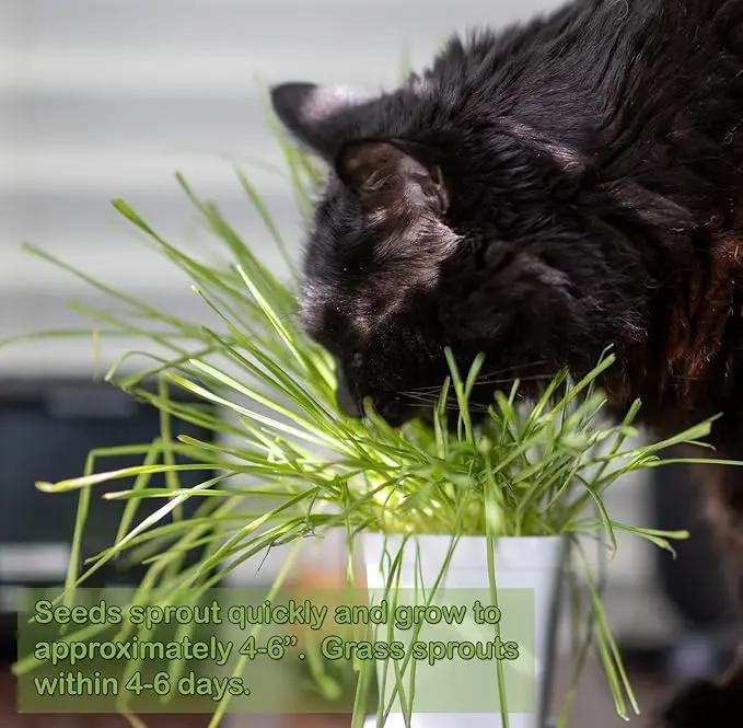 Cat Grass Refill Kit, Includes Seeds and Peat Soil Pellets, 3 Pack, Certified Organic (3 Seed Packs) by GreenHaven Gardens