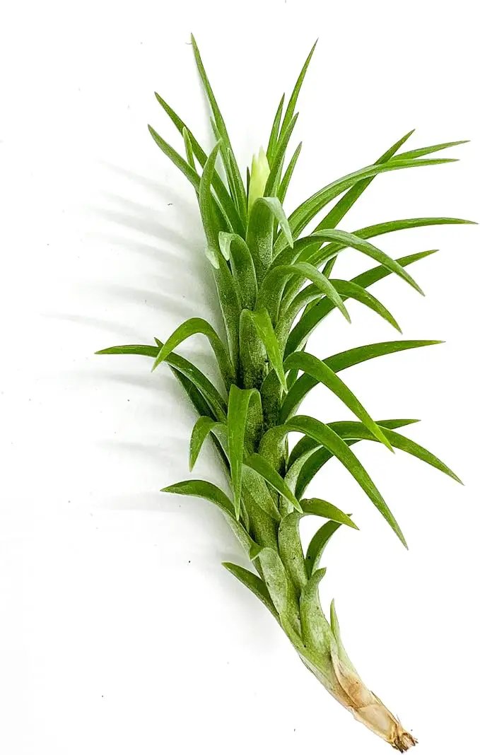 Live Air Plants – Tillandsia Araujei, Large 5” – 1ct – Live Arrival Guaranteed – House Plants for Home Décor & Gift by GreenHaven Gardens