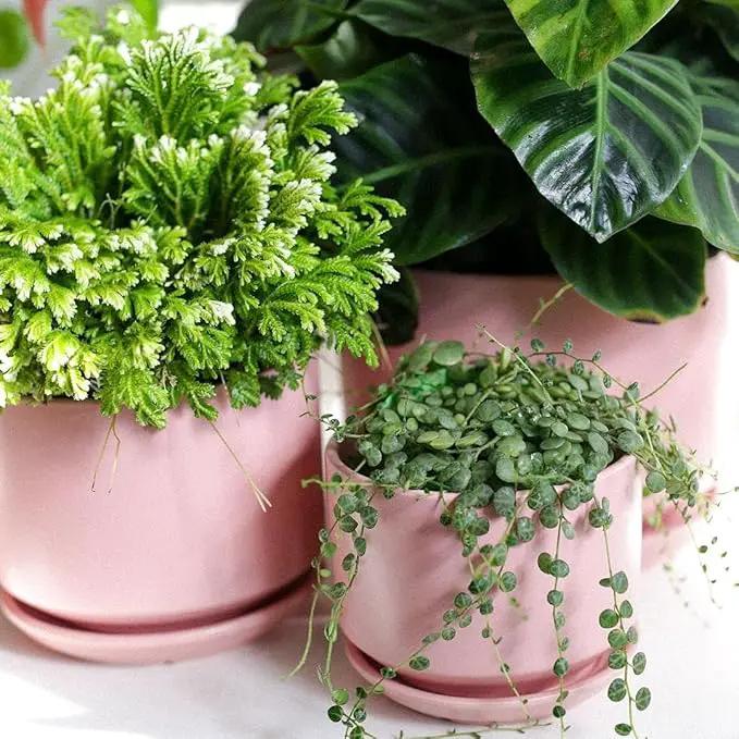 LE TAUCI Ceramic Plant Pots, 4.3+5.3+6.8 inch, Set of 3, Planters with Drainage Hole and Saucer, Indoor Flower Pot with Hole Mesh Pad, Gifts for Mom, Pink by GreenHaven Gardens
