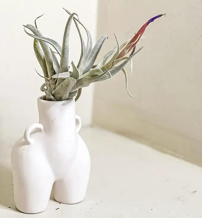 Air Plants - Venner Gift Box Large 4" - 7ct - Live Arrival Guaranteed - House Plants for Home Decor & Gift by GreenHaven Gardens