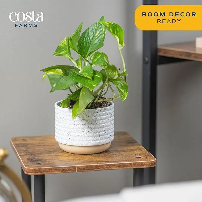 Costa Farms Golden Pothos Live Plant, Easy Care Indoor House Plant in Modern Decor Planter Pot, Potting Soil, Natural Air Purifier Houseplant, Housewarming Gift, Home Decor, Room Decor, 10-Inches Tall by GreenHaven Gardens