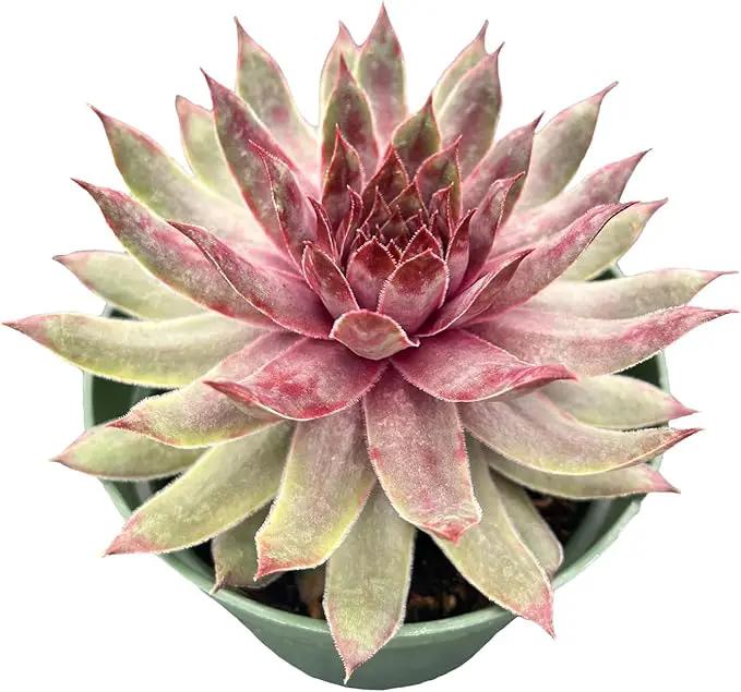 Live Succulents Sempervivum 'Mulberry-Kiss' (4-inch), Succulent Plants Fully Rooted in Pots with Soil, Easy-Care House Plant for DIY, Home Office Decor, Wedding Party Favor by GreenHaven Gardens