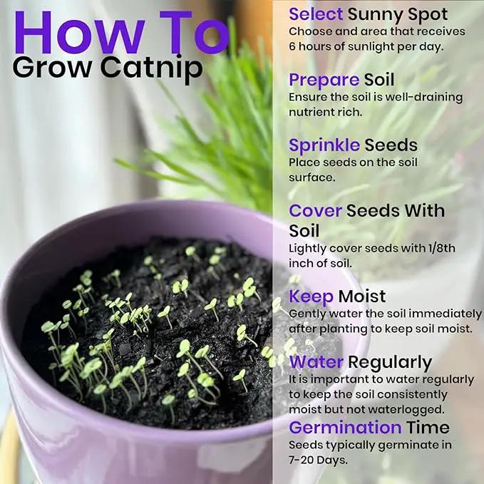 NatureZ Edge Catnip Seeds for Planting, 6.5 Grams, 11,000+ Herb Seeds, Indoor or Outdoor Growing, Your Cat Will Love Them, Non-GMO by GreenHaven Gardens