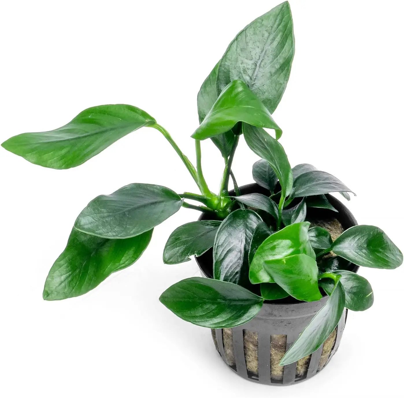 Anubias Live Aquarium Plants - Potted Freshwater Plant for Fish Tanks, Terrariums - Beginner Friendly Low Light (Spear Leaf, 5 Pots) by GreenHaven Gardens