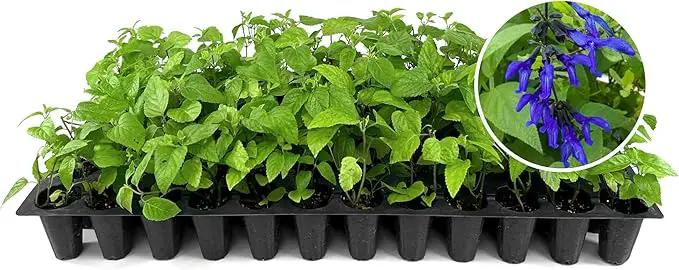 Salvia Black & Blue Plants | 3 Live Seedlings | Salvia guaranitica | Hummingbird Magnet Perennial | Deep Blue Flowering Border Plant by GreenHaven Gardens