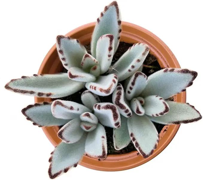 4-inch Succulent Panda Plant, Live Succulents Plants Fully Rooted in Pots with Soil, Easy-Care House Plants for DIY, Home Office Decoration by GreenHaven Gardens