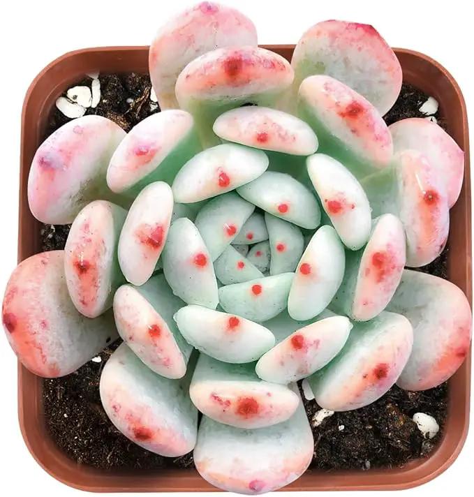Live Succulent Echeveria 'Biante', Approx 2-inch Large, Potted Succulents, Fully Rooted, Easy Care House Plants by GreenHaven Gardens