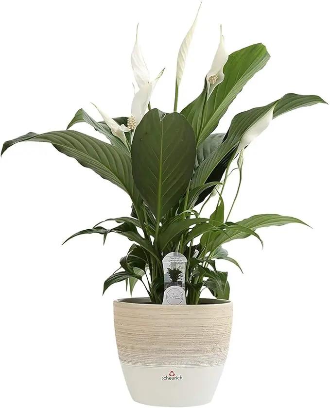 Costa Farms Spathiphyllum Peace Lily Live Indoor Plant in in Premium Scheurich Ceramic Planter, 15-Inch by GreenHaven Gardens