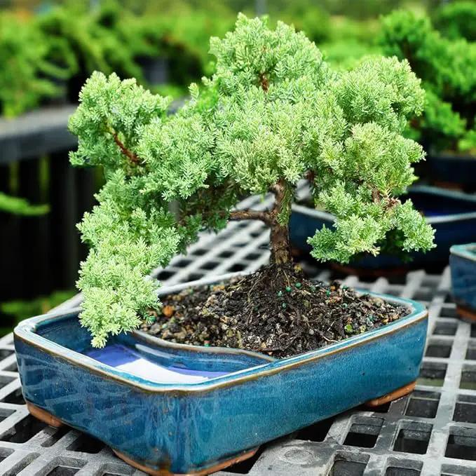 Brussel's Bonsai Live Green Mound Juniper Bonsai Tree - Medium, 5 Year, 6 to 10 Inches - Outdoor Bonsai Tree Live with Water Bonsai Pot (Not Sold in California) by GreenHaven Gardens