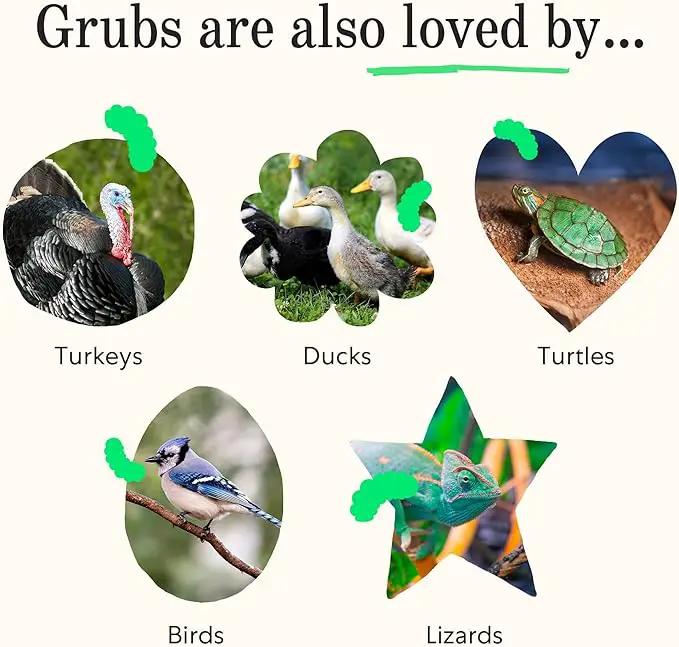 Grubblies - Switch from World Harvest to Hometown Harvest for Premium Chicken Nutrition - Grubblies World Harvest 5LB by GreenHaven Gardens