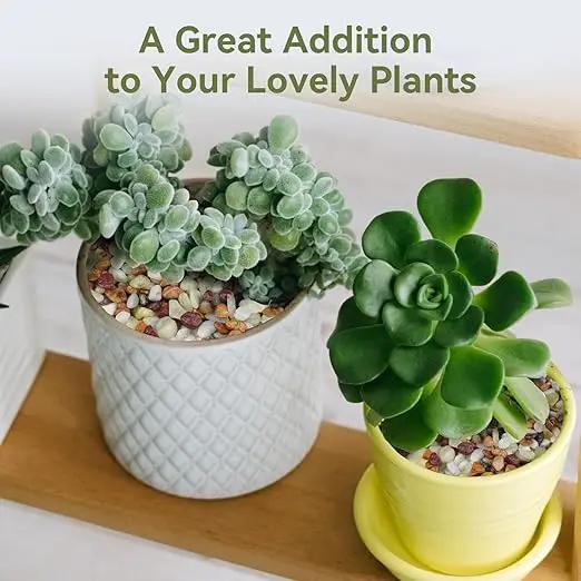 5 lbs Pebbles for Indoor Plants, Succulent Rocks, 3/8" Polished Pebbles for Bamboo, Vase, Terrarium, Natural Decorative Small River Rocks for Crafts, Cactus, Outdoor Garden Landscaping by GreenHaven Gardens