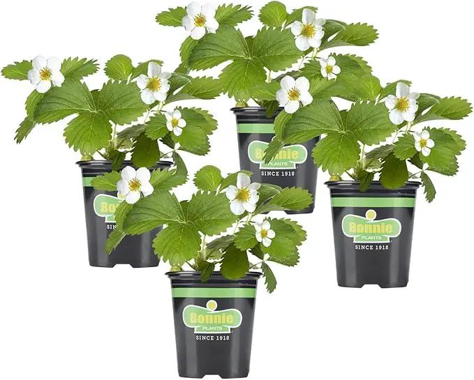 Bonnie Plants Strawberry, Live Plant, 19.3 oz. (4-Pack) by GreenHaven Gardens