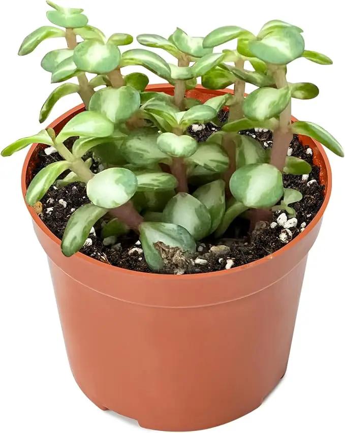 Live Succulent Plants Midstripe Rainbow Bush, Easy Care Potted Succulents, Approx 4" D x 8" H, Indoor Houseplant, Unique Gifts, Home Office Décor by GreenHaven Gardens