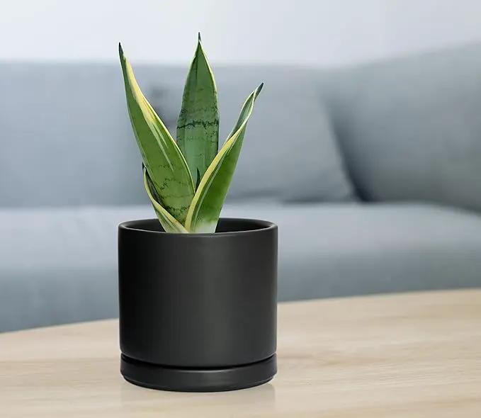 D'vine Dev Ceramic Planter Pot with Drainage Hole and Saucer, Indoor Cylinder Round Flower Pot, 4.6 Inch, Black, 94-O-B-2 by GreenHaven Gardens