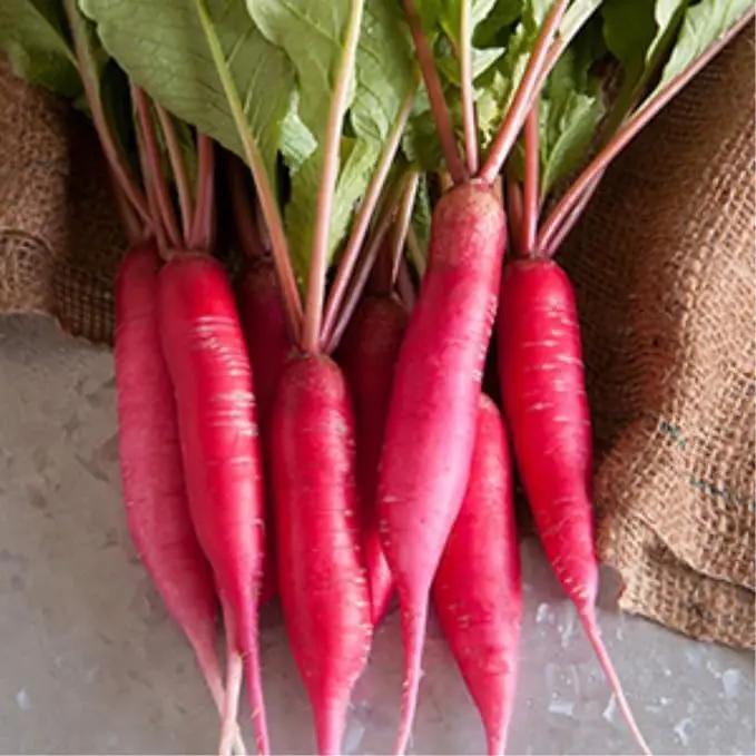 Radish Sprouting Seed - Red Arrow Variety - 5 Lb Bulk Seed - Heirloom Radish Sprouts - Non-GMO Sprouting and Micro Radishes by GreenHaven Gardens
