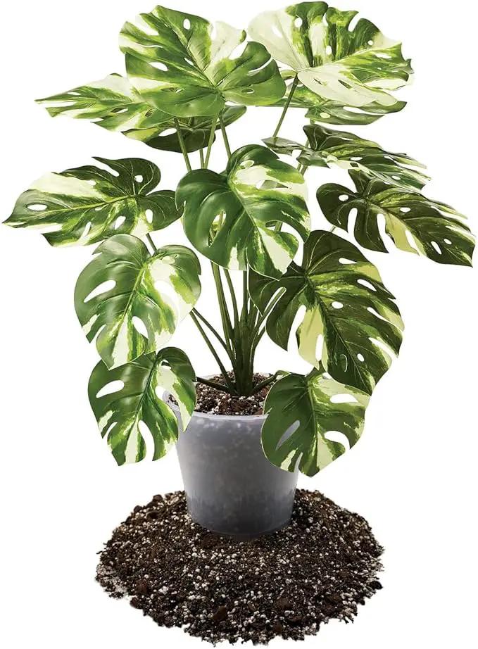 Premium Aroid Potting Mix - Soil Free Blend for Aroids - Growing Medium for House Plants by Gardenera - (4 Quart Bag) by GreenHaven Gardens