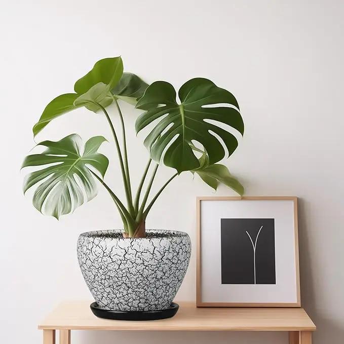 Ceramic Planter Pot - 6 Inch Plant Pot with Drainage Hole and Saucer, Succulent Pot Glaze Round for Indoor Outdoor Plants, White and Black by GreenHaven Gardens