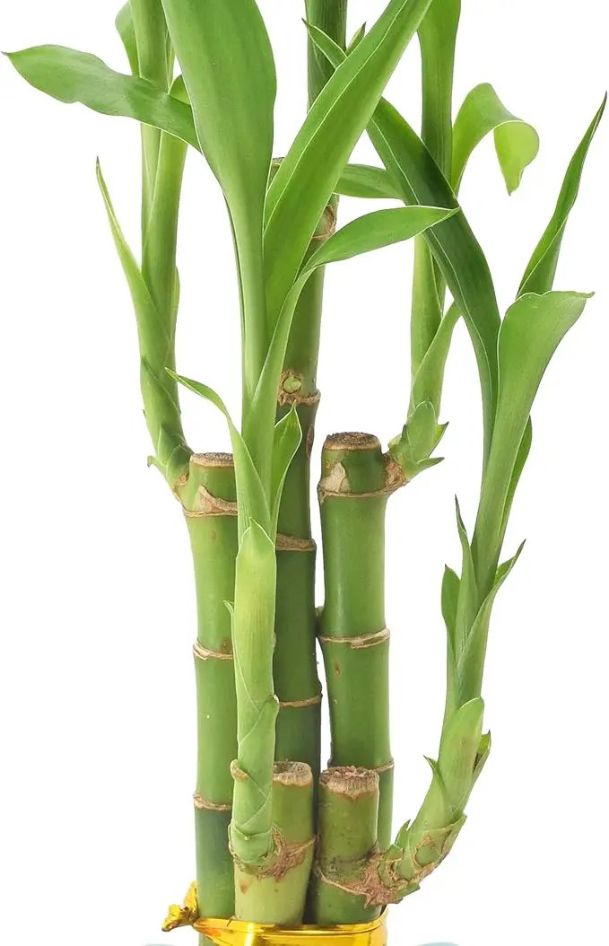 Arcadia Garden Products 5-Stem Lucky Bamboo, Live Indoor Plant in Contour II Ceramic Planter for Home, Work, or Gift, Green ***Cannot Ship to Hawaii*** by GreenHaven Gardens