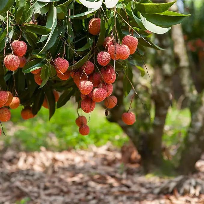 Premium Lychee Potting Soil Mix - Perfect Balance of Nutrients, Drainage, and Aeration for Thriving Lychee Trees - 2 Quart by GreenHaven Gardens