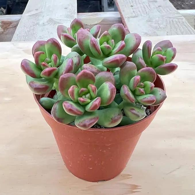 Live Succulents Sedum lucidum Obesum (4-inch), Succulent Plants Fully Rooted in Pots with Soil, Easy-Care House Plant for DIY, Home Office Decor, Wedding Party Favor by GreenHaven Gardens