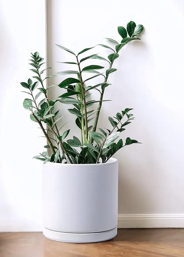 D'vine Dev 8 Inch Ceramic Planter Pot with Drainage Hole and Saucer, Indoor Cylinder Round Planter Pot, White, 94-O-D-1 by GreenHaven Gardens