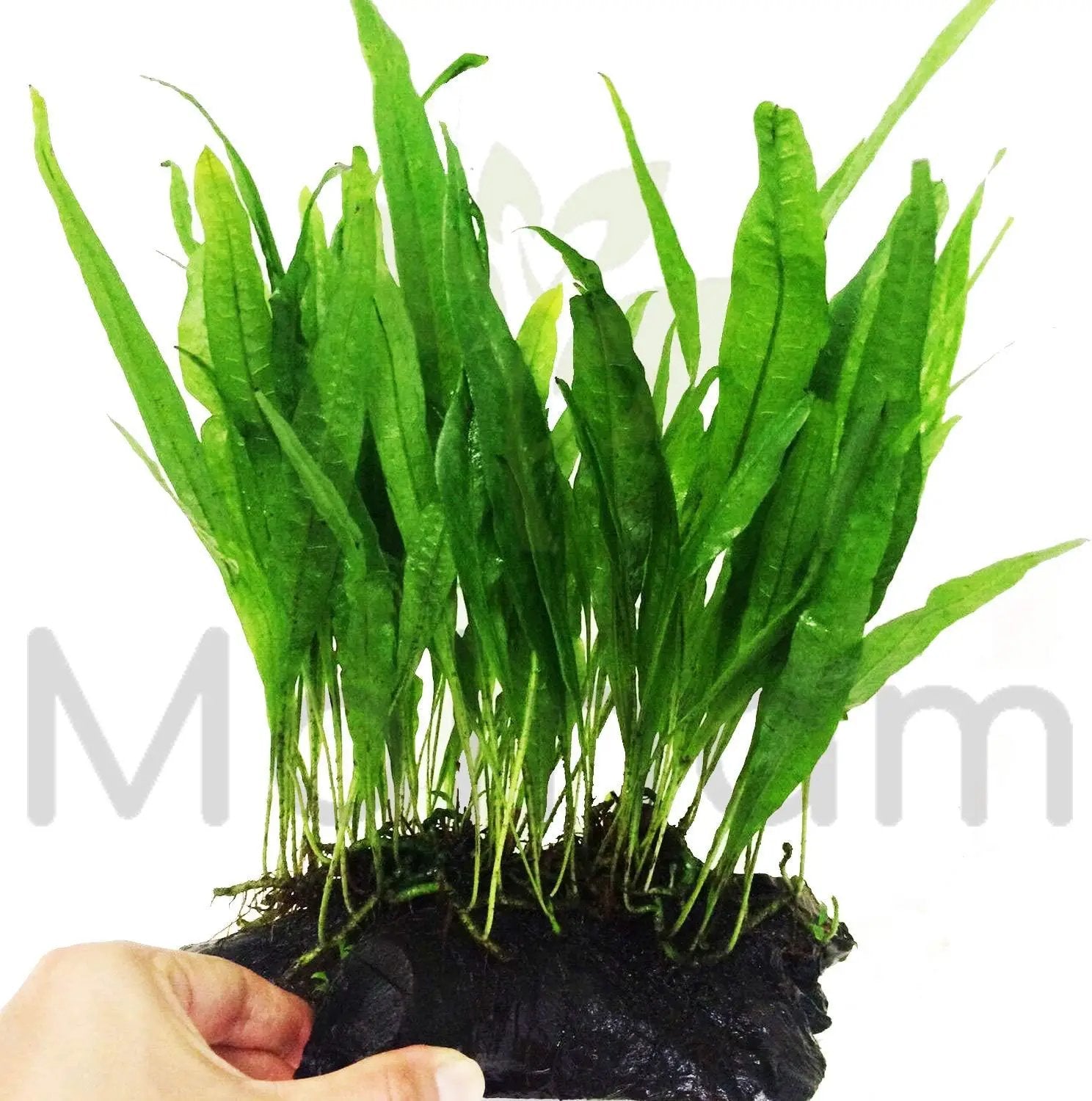 Mainam Java Fern on Driftwood (5-6 Inch) | Microsorum Pteropus Freshwater Easy Low Light Live Aquarium Plant Decorations 3 Days Guarantee by GreenHaven Gardens