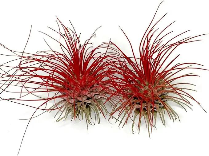 Thin Air Plant, Guatemala Tillandsia Live Airplant, Healthy Arrival Guaranteed, Great Indoor Plant, Home Decor & Gift (2 Red) by GreenHaven Gardens
