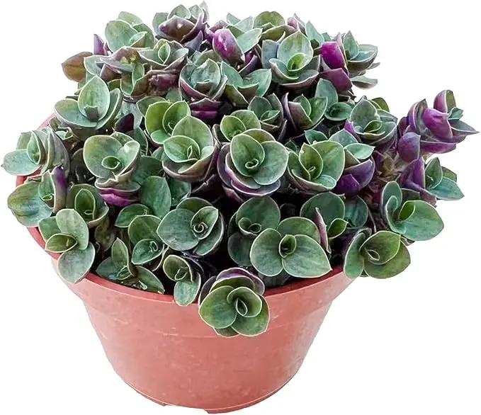 Live Succulents 'Turtle Vine' (4-inch), Succulent Plants Fully Rooted in Pots with Soil, Easy-Care House Plant for DIY, Home Office Decor, Wedding Party Favor by GreenHaven Gardens