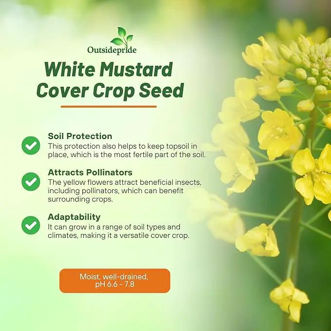 Outsidepride White Mustard Seeds for Planting - 5 lb Annual Cover Crop Seeds w/Deep Root System, High Protein Forage, Ideal for Soil Fertility, Crop Rotations, & Livestock Nutrition by GreenHaven Gardens