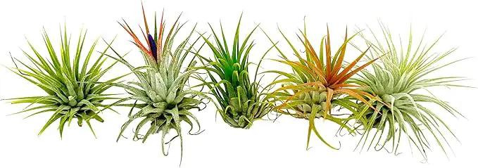 Air Plants - Tillandsia Ionantha Pack, Regular 1-3" - 5ct - Live Arrival Guaranteed - House Plants for Home Decor & Gift by GreenHaven Gardens