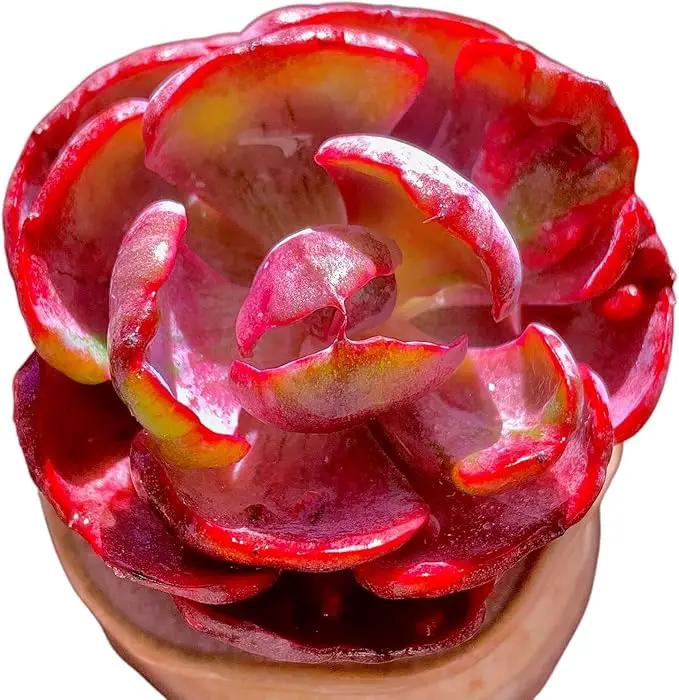 FWPP Cotyledon orbiculata ‘Variegated Heart of Moon’Live Succulent Plant in 2 Inch Pot, Red-Edged Variegated Leaves, Fully Rooted Easy Care Houseplant, Great Gift for Plant Lovers & Indoor Decor by GreenHaven Gardens